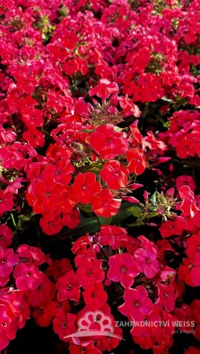 PHLOX PANICULATA - FLAME WATERMELON ®