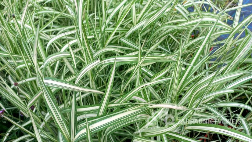 PHALARIS ARUNDINACEA FEESEY - CHRASTICE RÁKOSOVITÁ