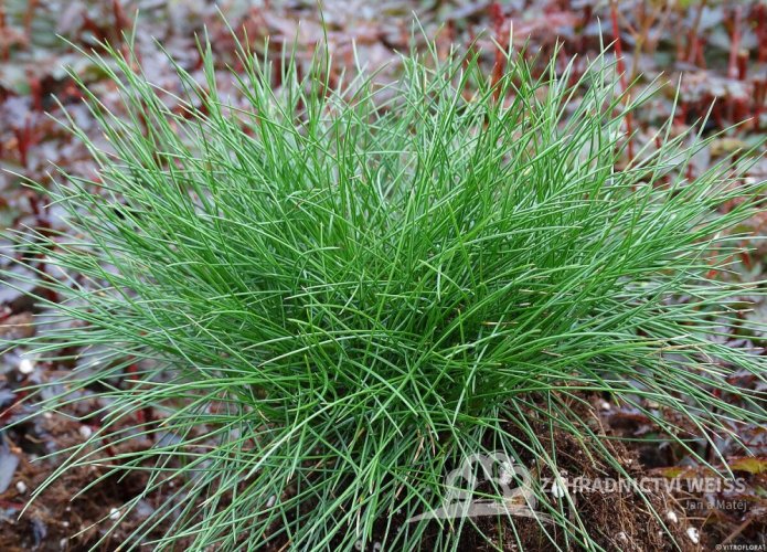 KOSTŘAVA METLOVITÁ  - FESTUCA GAUTIERI PIC CARLIT