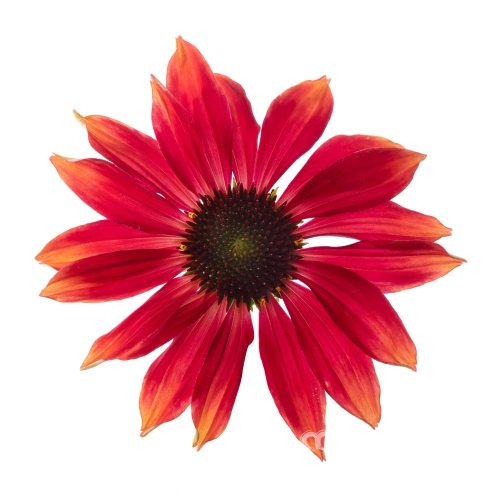 ECHINACEA PURPUREA PRAIRIE BLAZE ORANGE SUNSET