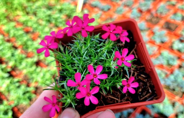 FLOX SKALKOVÝ - PHLOX DOUGLASII -  SPRING FLOWERING OCHSENBLUT
