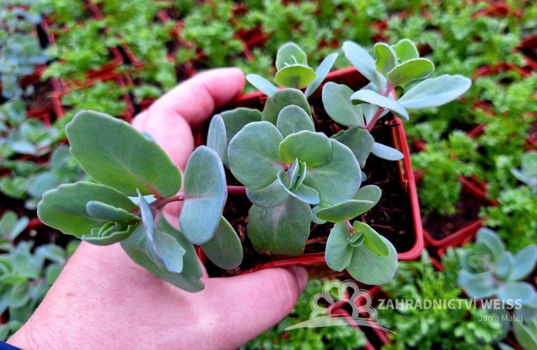 SEDUM HYB. VERA JAMESON