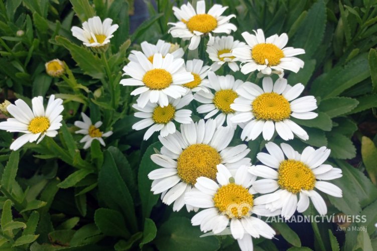 KOPRETINA TRPASLIČÍ - LEUCANTHEMUM MAXIMUM "SNOW LADY"