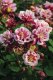 ORLÍČEK – AQUILEGIA VULGARIS WINKY DOUBLE RED WHITE