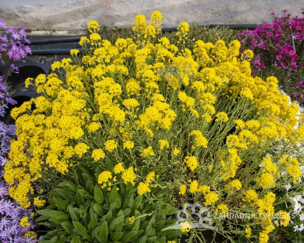 TAŘICE HORSKÁ - ALYSSUM MONTANUM GOLDEN SPRING