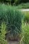 PROSO PRUTNATÉ –  PANICUM VIRGATUM BLUE FOUNTAIN