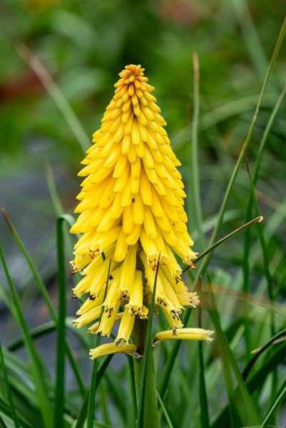 KLEOPATŘINA JEHLA - KNIPHOFIA "POCO YELLOW"