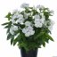 FLOX VZPŘÍMENÝ– PHLOX PANICULATA FLAME ® PRO LIGHT BLUE