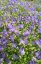 ZVONEK KARPATSKÝ - CAMPANULA KARPATICA AVIDA BLUE