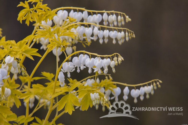 SRDCOVKA NÁDHERNÁ - DICENTRA WHITE GOLD