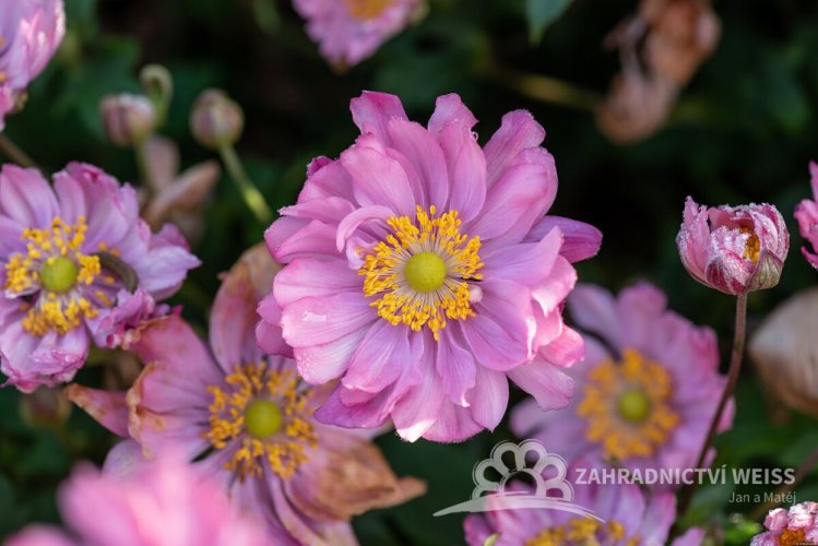 ANEMONE HYB. BRESSINGHAM GLOW