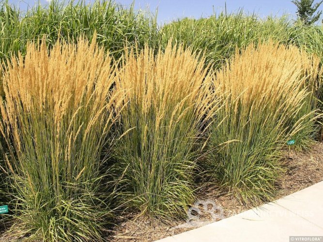 CALAMAGROSTIS x ACUTIFLORA KARL FOESTER