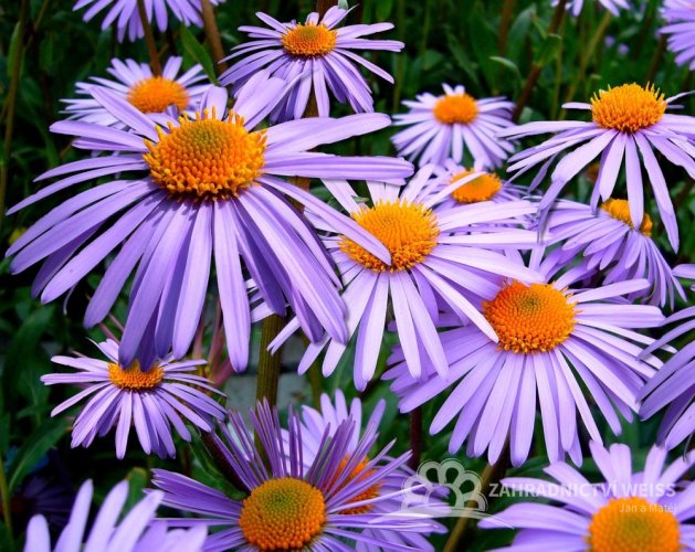 ASTRA - ASTER ALPINUS  - VIOLET