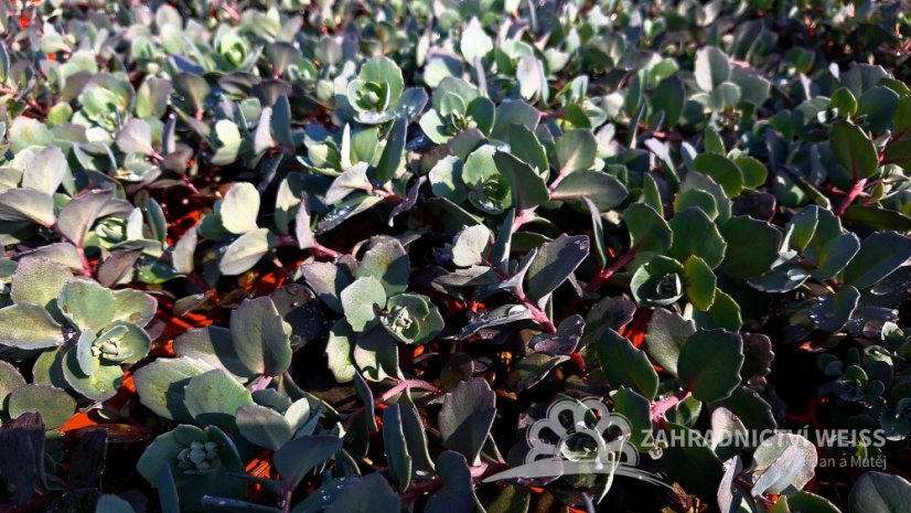 SEDUM HYBR. BERTRAM ANDEROSON