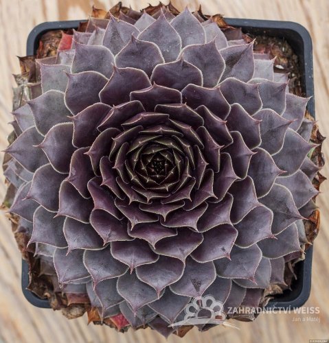 NETŘESK – SEMPERVIVUM BIG SAM PURPLE QUARTZ