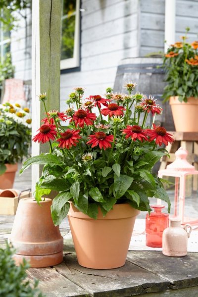 ECHINACEA PURP. SOMBRERO® SALSA RED