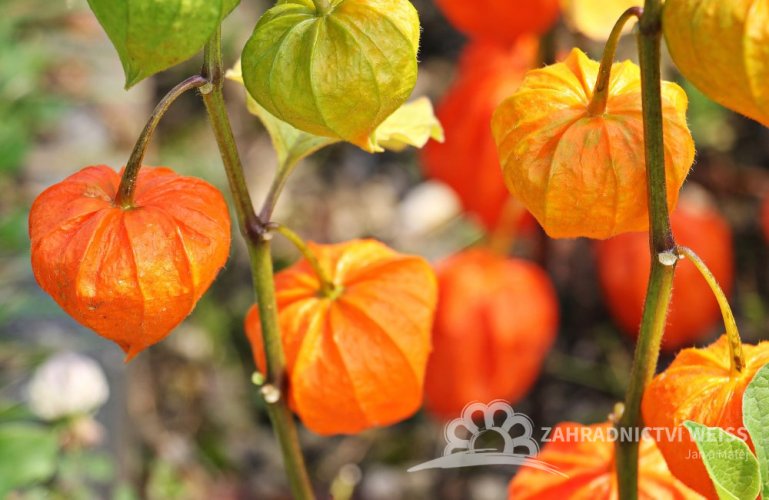 MOCHYNĚ ŽIDOVSKÁ - PHYSALIS ALKEKENGI FRANCHETII