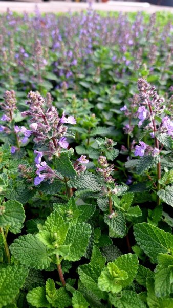 ŠANTA KOČIČÍ - NEPETA FAASSENII CAT´S PAJAMAS BLUE