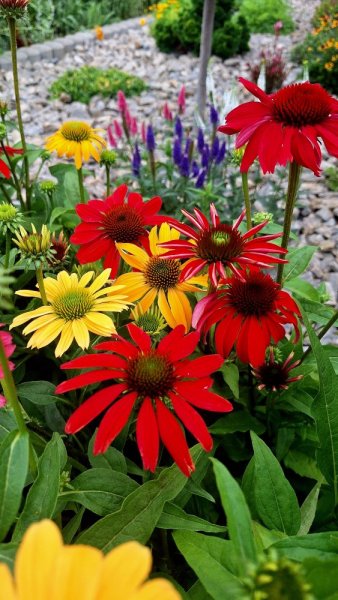 ECHINACEA HYBRIDA CHEYENNE SPIRIT