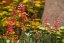 HEUCHERA CORAL FOREST