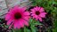 ECHINACEA SENSATION WILD ROMANCE
