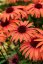 ECHINACEA SUNMAGIC VINTAGE ORANGE