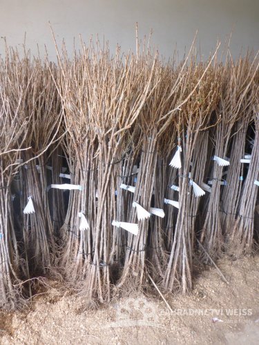 ČERNÝ STROMKOVÝ  RYBÍZ -"ÖJEBYN"