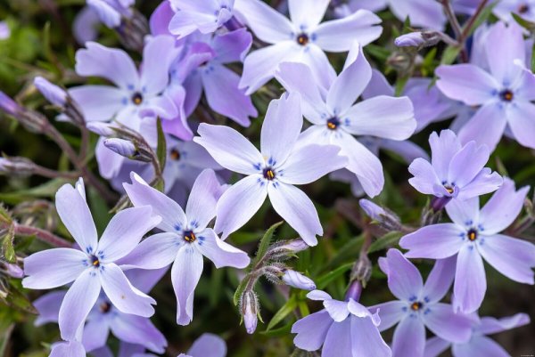 FLOX SKALKOVÝ - PHLOX SUBULATA G.F. WILSON