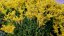SEDUM SEXANGULARE