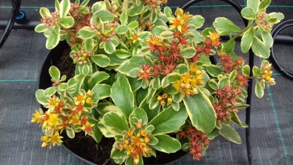 SEDUM KAMTSCHATICUM ´VARIEGATUM´ - ROZCHODNÍK KAMČATSKÝ