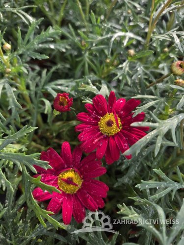 KOPRETINA KEŘOVÁ – ARGYRANTHEMUM FRUTESCENS ‘DAY ZEE RED’