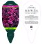SEDUM HYBR. GLOBE PURPLE