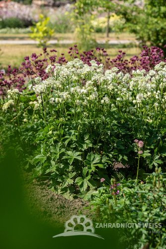 JARMANKA VĚTŠÍ - ASTRANTIA ASTRA WHITE