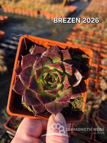 NETŘESK – SEMPERVIVUM BIG SAM JUMBO GREEN