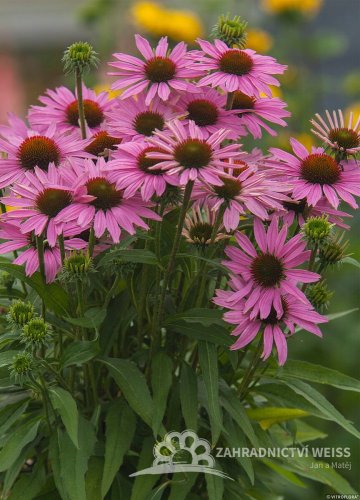 ECHINACEA FOUNTAIN LIGHT PURPLE