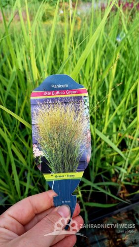PROSO PRUTNATÉ - PANICUM VIRGATUM BUFFALO GREEN