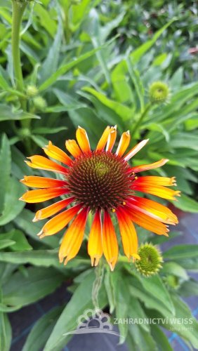 ECHINACEA PURPUREA SOMBRERO SPECIAL YELLOW RED