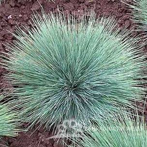 FESTUCA GLAUCA
