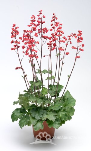 HEUCHERA CORAL FOREST