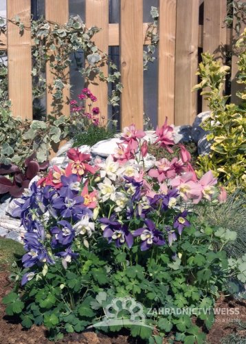 ORLÍČEK – AQUILEGIA CAERULEA SPRING MAGIC ® F1 MIX