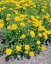 KRASNOOČKO - COREOPSIS EARLY SUNRISE