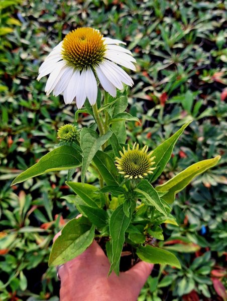 ECHINACEA PRAIRIE SPLENDOR WHITE COMPACT