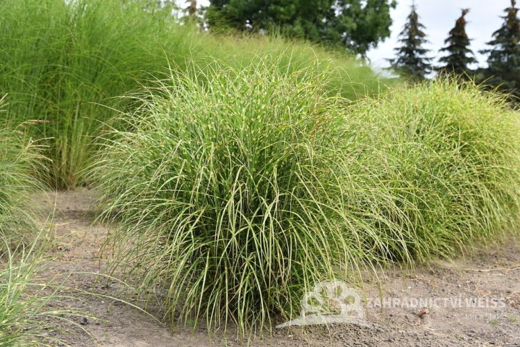 MISCANTHUS SINENSIS - LITTLE ZEBRA