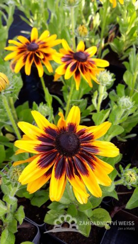 RUDBECKIA - "SMILEYZ PARTY"
