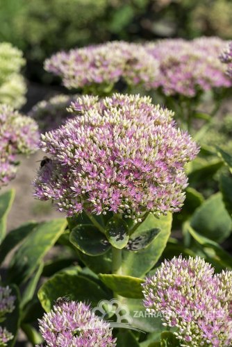 ROZCHODNÍK NÁDHERNÝ - SEDUM SPECTABILE BRILLIANT