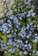 BRUNNERA MACROPHYLLA