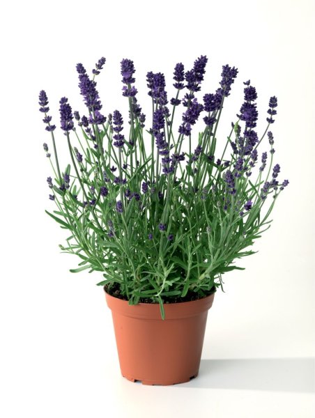 LAVANDULA ANGUSTIFOLIA -  LEVANDULE - BLUE SCENT EARLY