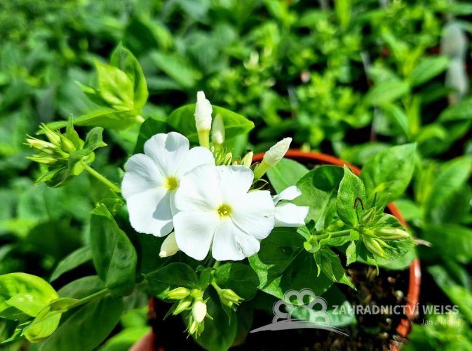 PHLOX PANICULATA FLAME PRO WHITE ®