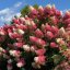 HORTENZIE LATNATÁ - HYDRANGEA MELBA FRAISE
