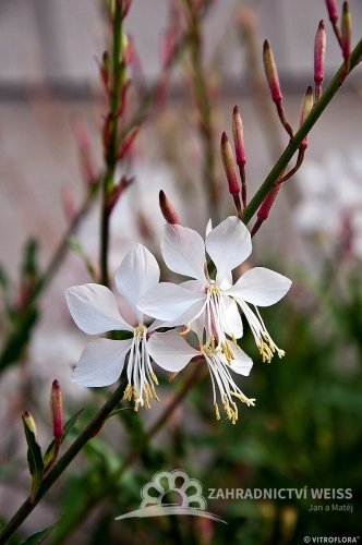 GAURA LIND. WHIRLING BUTTERFLIES